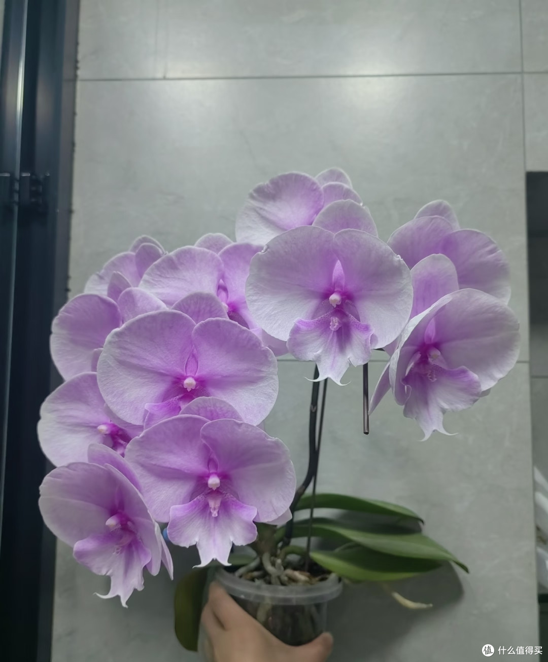 劝大家别轻易养蝴蝶兰,真的会“中毒”