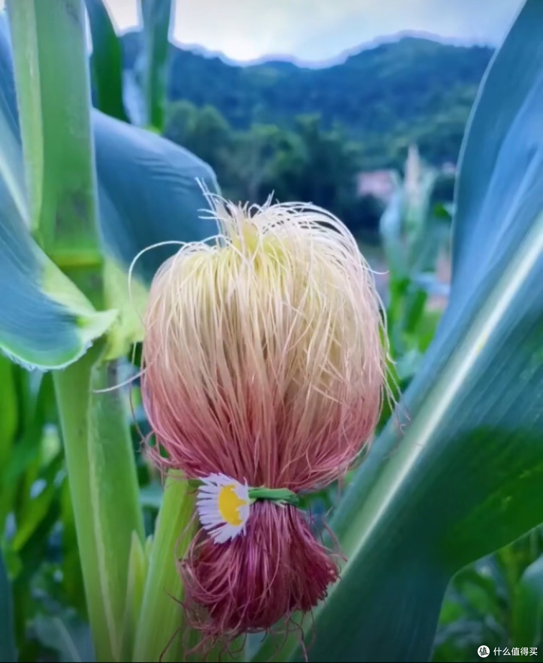 周边田园风情