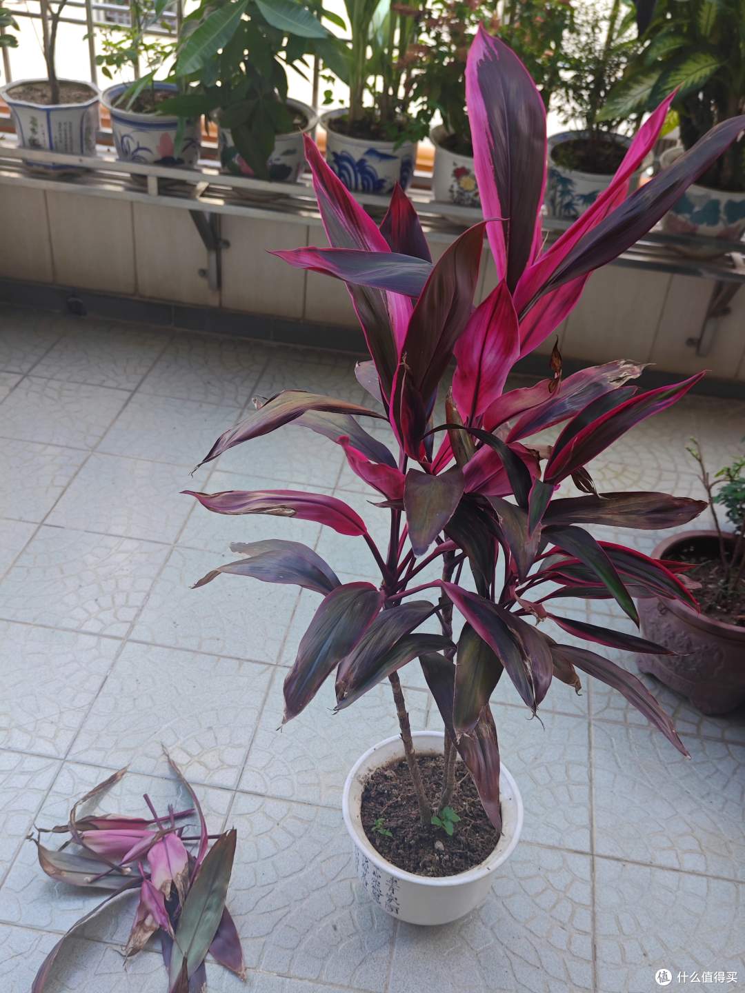 盆栽拯救计划-红叶朱蕉