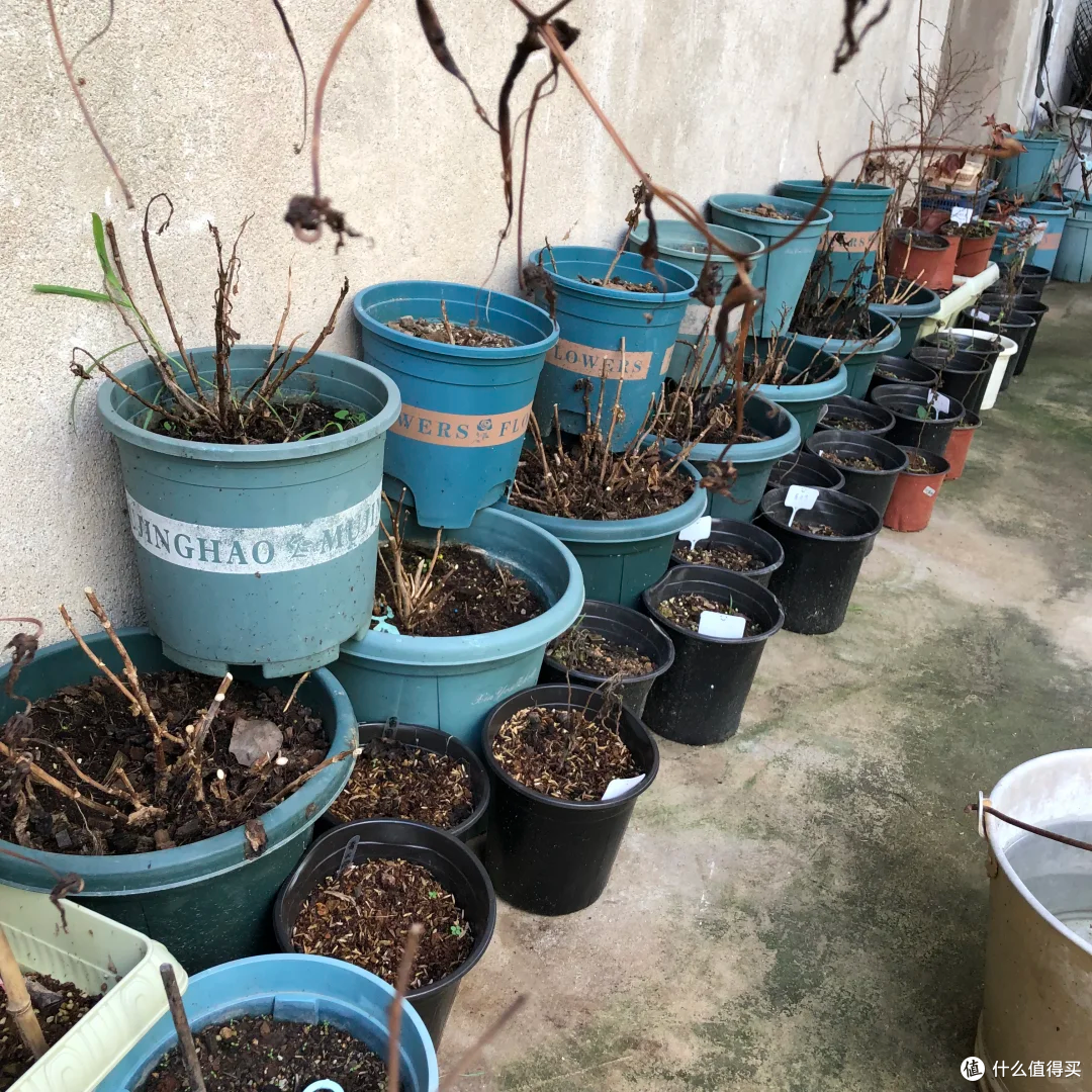 踩过无数“空盆”的坑,我才明白:这18种花,盆越小,长得越漂亮