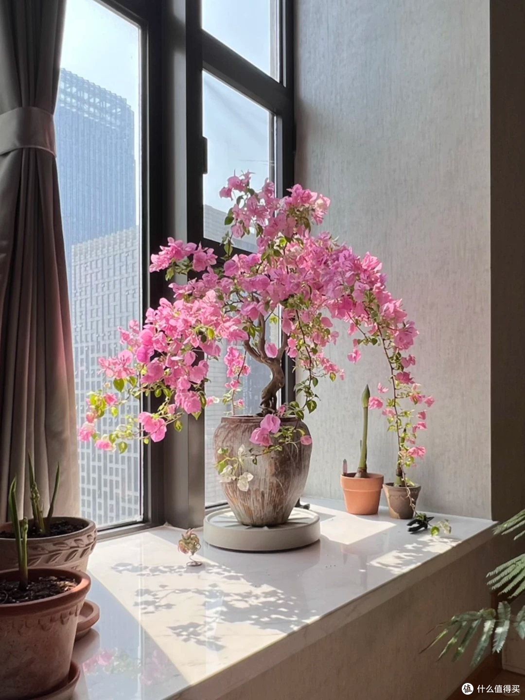 踩过无数“空盆”的坑,我才明白:这18种花,盆越小,长得越漂亮