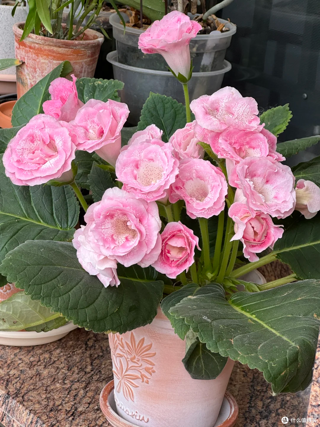 踩过无数“空盆”的坑,我才明白:这18种花,盆越小,长得越漂亮