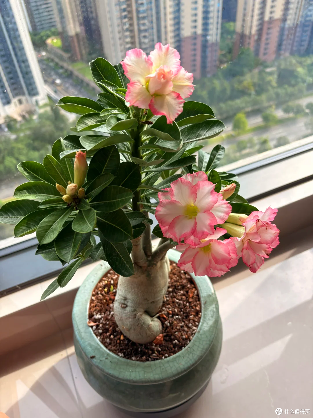踩过无数“空盆”的坑,我才明白:这18种花,盆越小,长得越漂亮