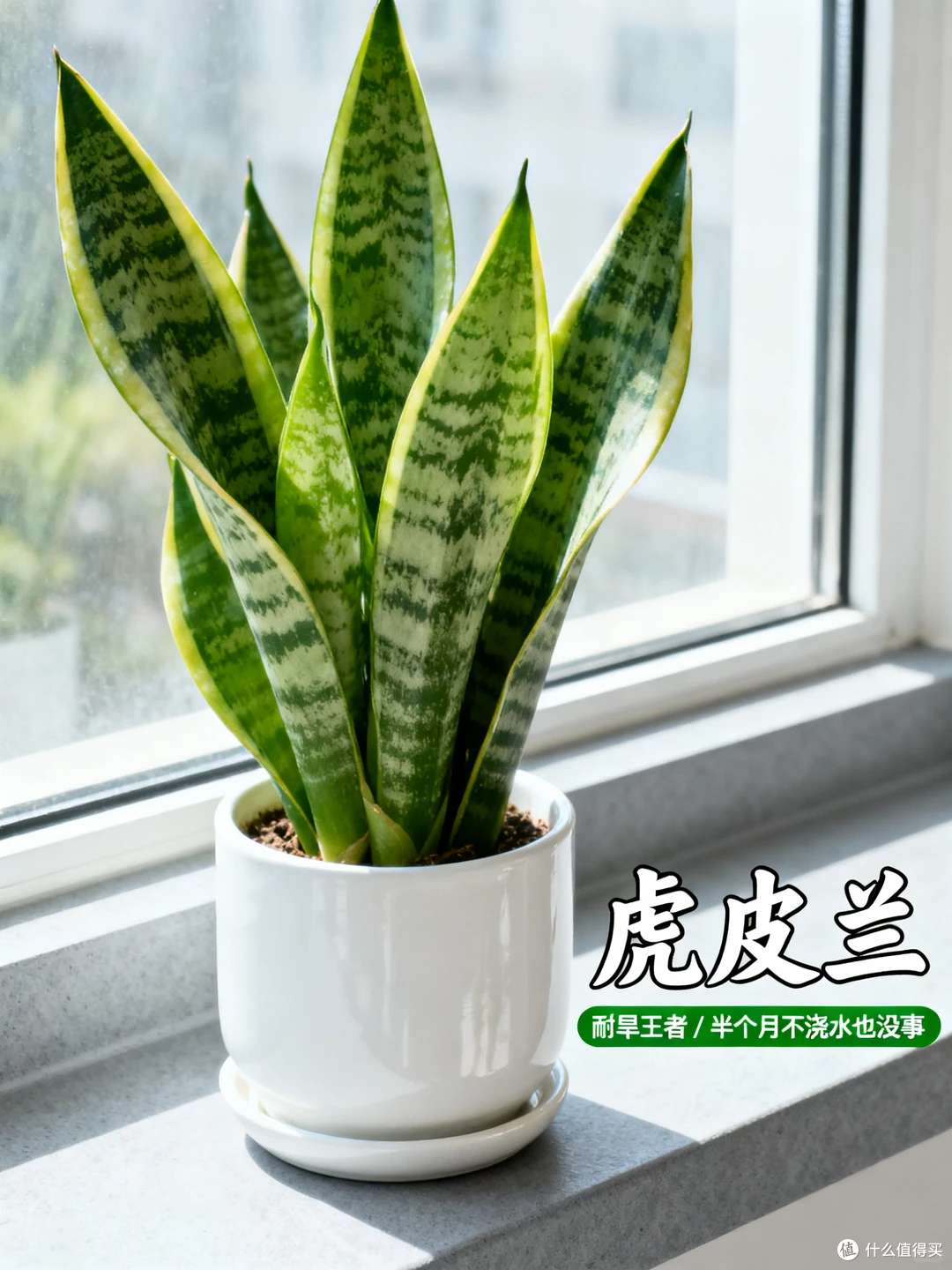 踩过无数“空盆”的坑,我才明白:这18种花,盆越小,长得越漂亮