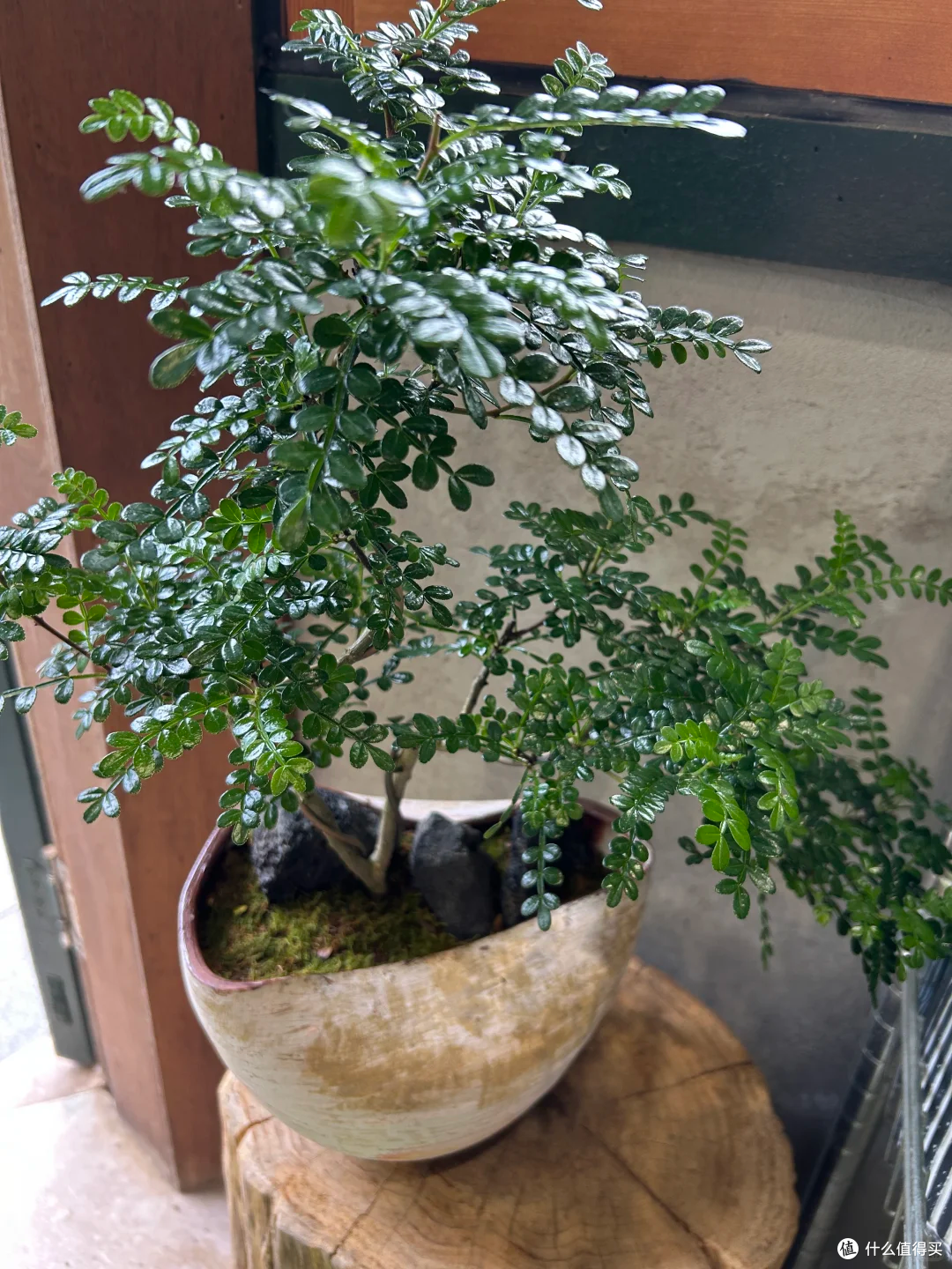 踩过无数“空盆”的坑,我才明白:这18种花,盆越小,长得越漂亮