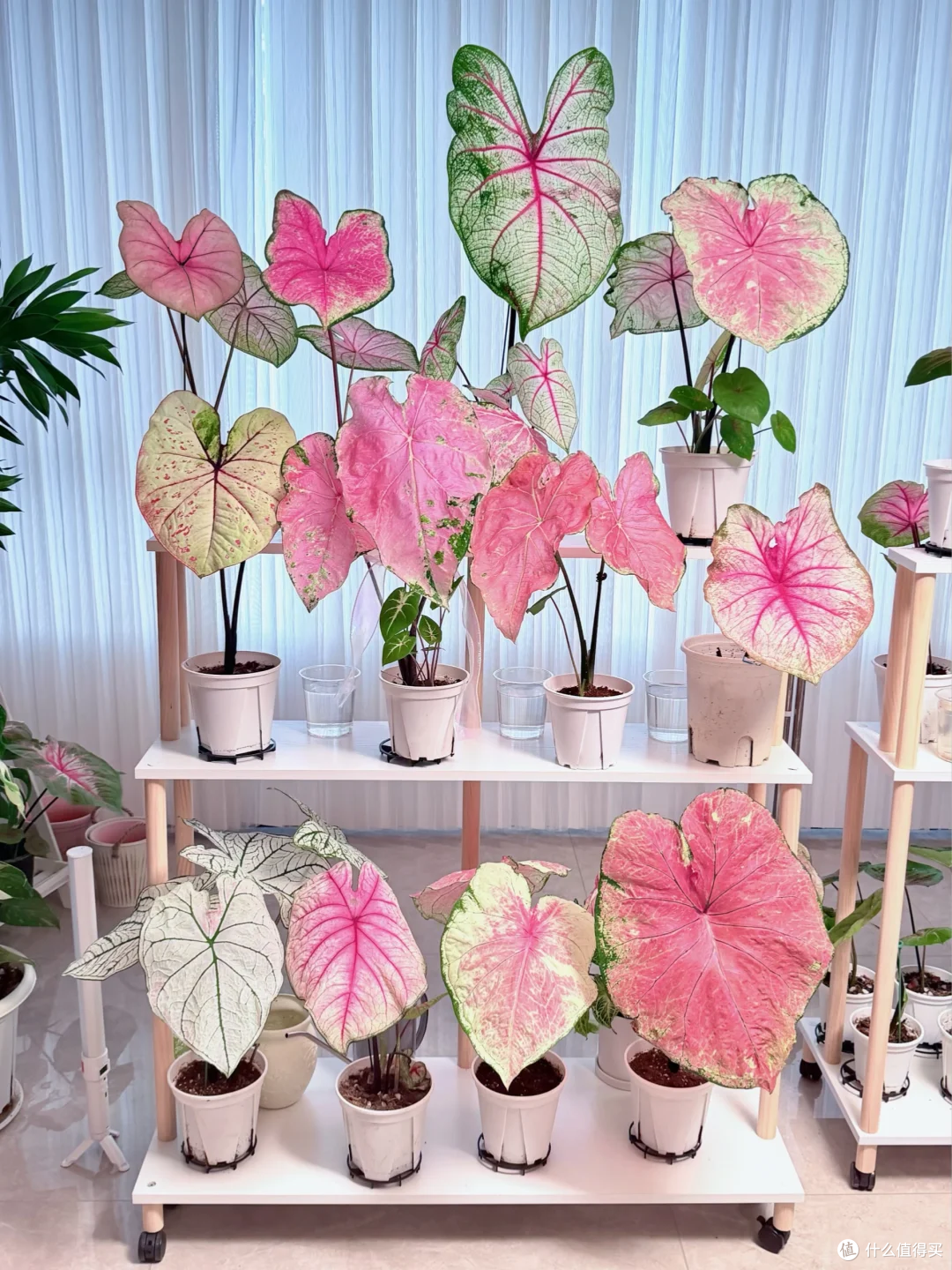踩过无数“空盆”的坑,我才明白:这18种花,盆越小,长得越漂亮