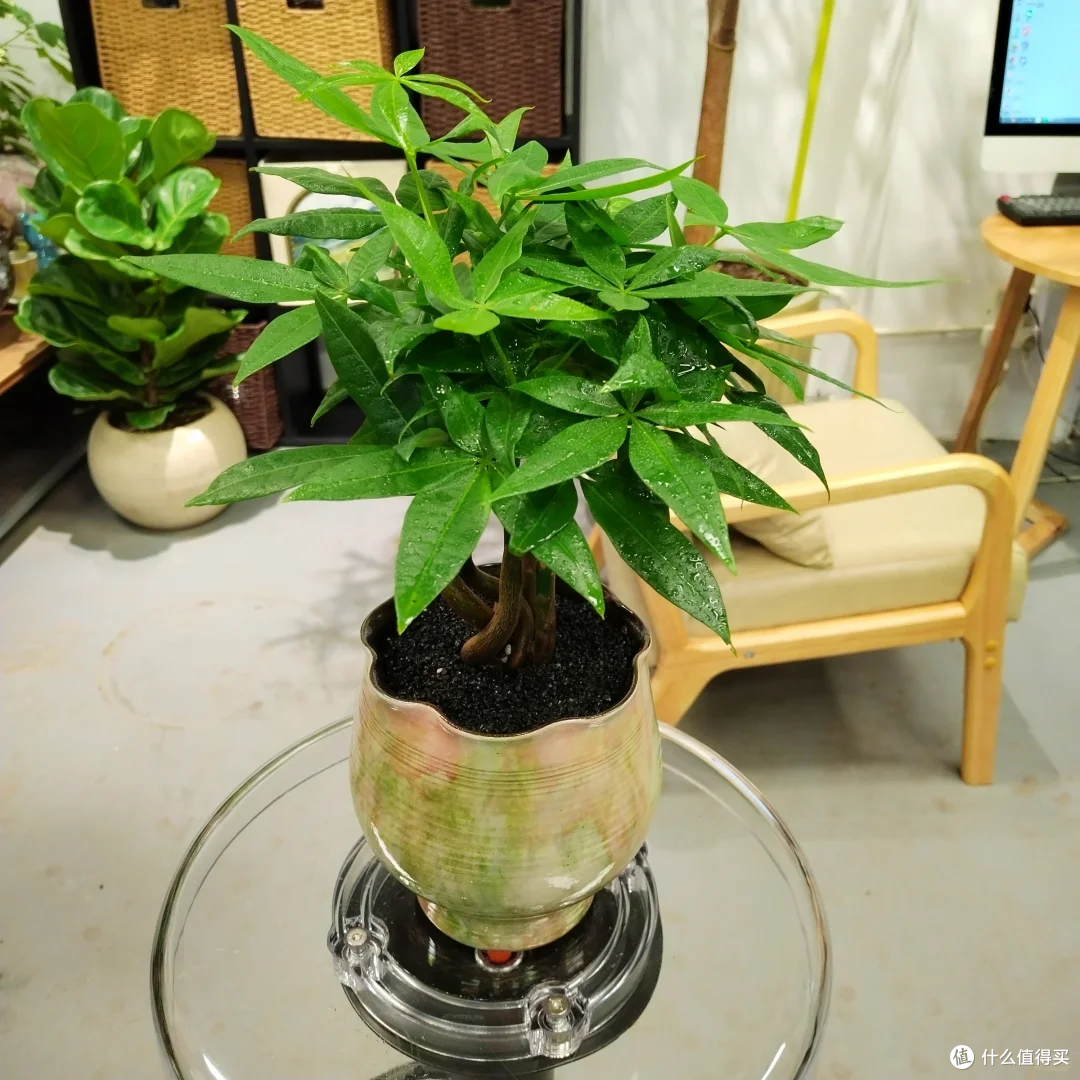 踩过无数“空盆”的坑,我才明白:这18种花,盆越小,长得越漂亮