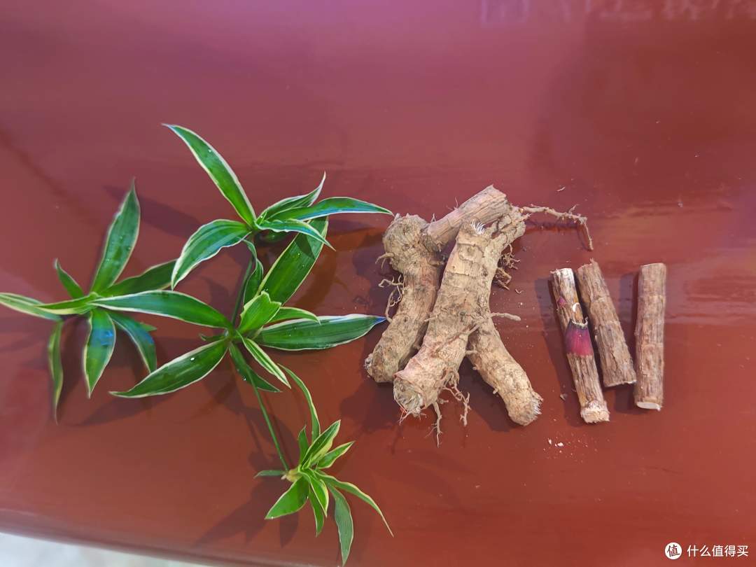 盆栽拯救计划-红叶朱蕉