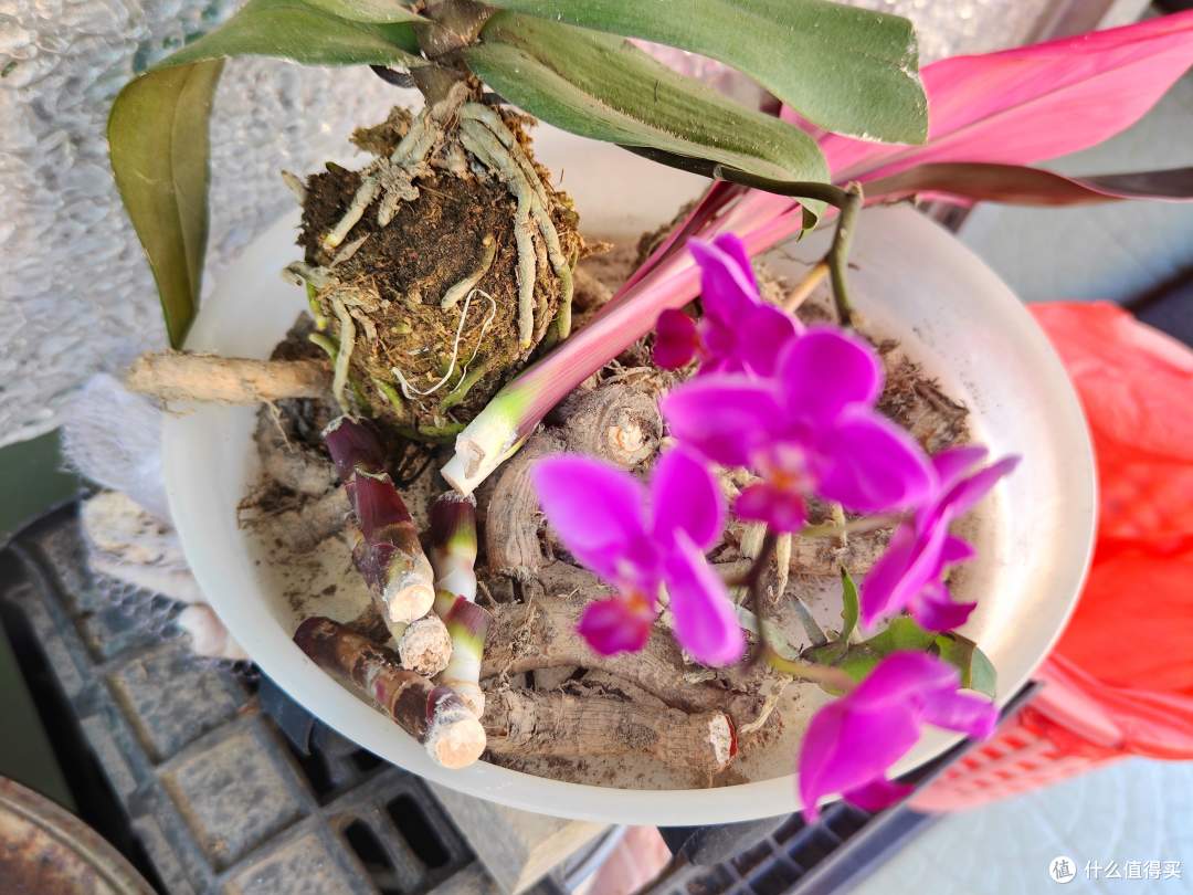盆栽拯救计划-红叶朱蕉