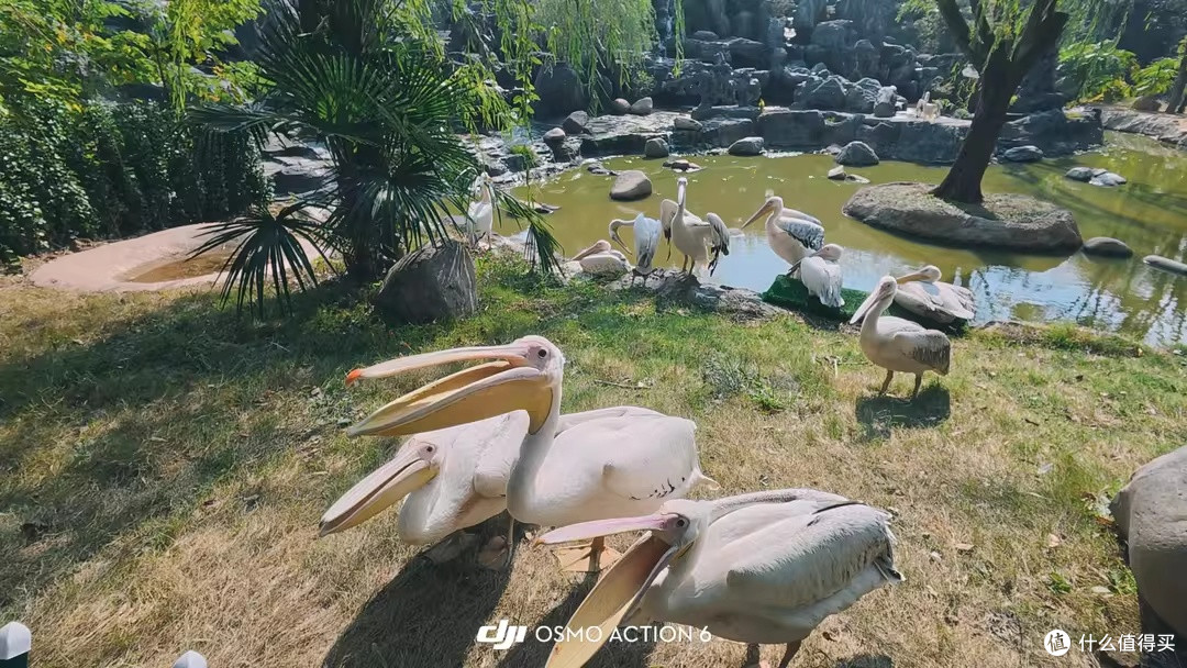 大疆Osmo Action 6陪走山河,轻装随手出片不操心