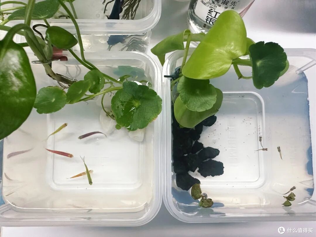 第一次被「酸奶盒子」圈粉了!果然,商家最懂用户需求了