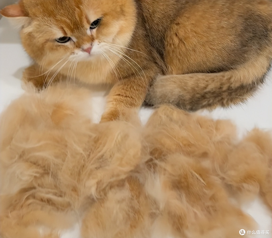 猫咪换毛季咳嗽嗓子痒，希喂FreAirLite宠物空气净化器吸毛初体验