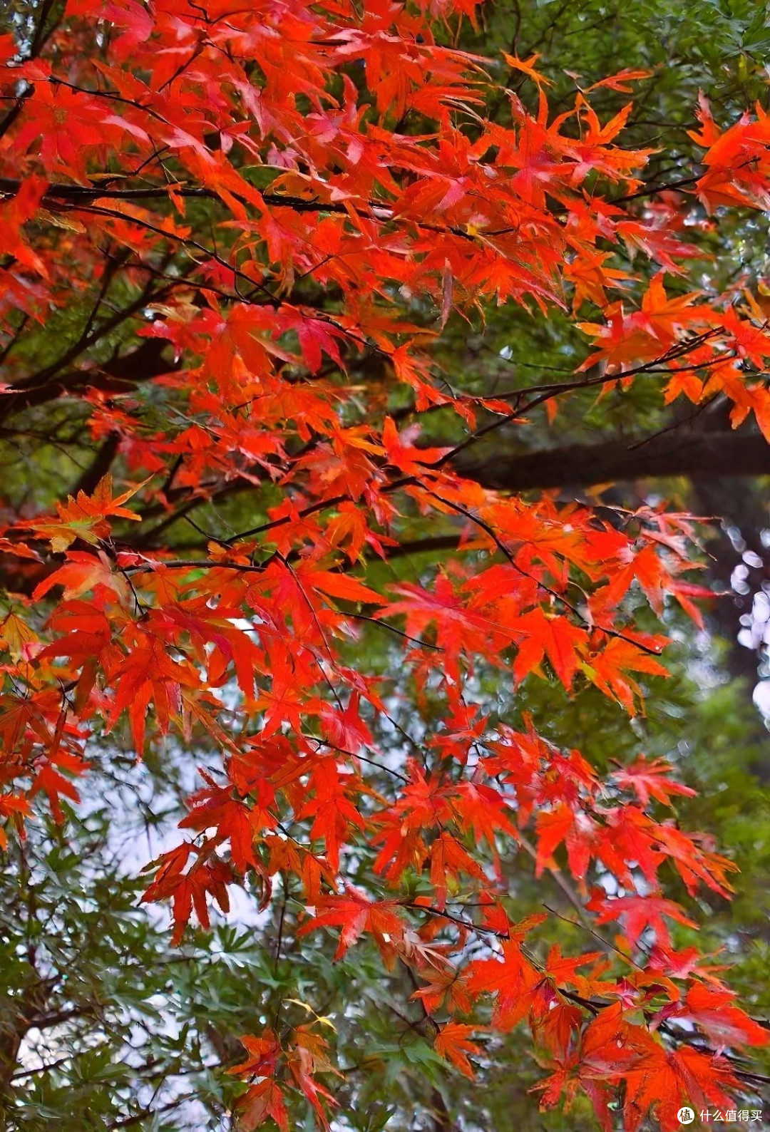 国庆香山登高赏秋景
