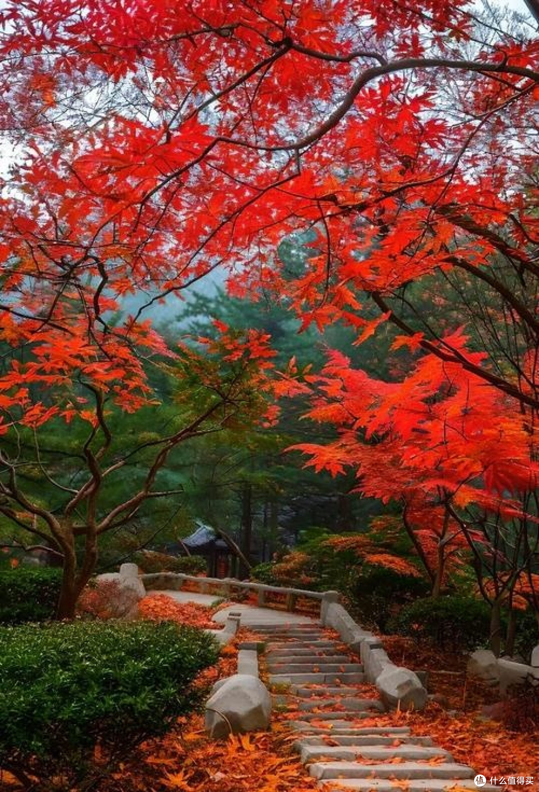国庆香山登高赏秋景
