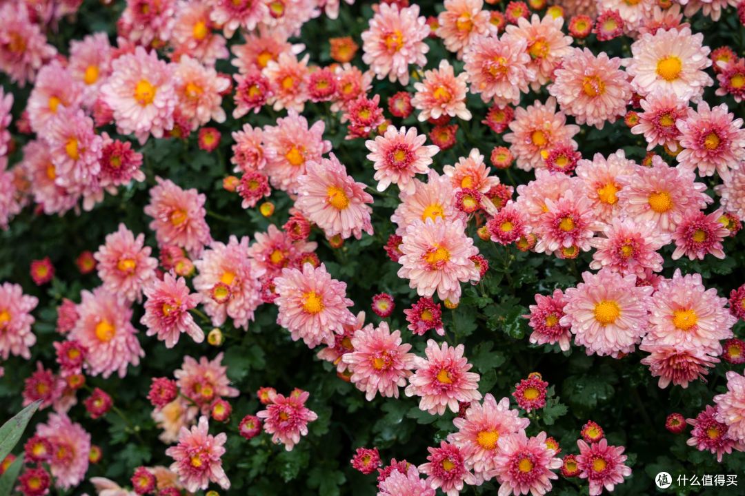 沈阳植物园国庆开到21:30,60余万株菊花地铁直达