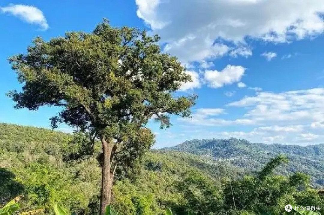 避开人潮!去景迈山过个松弛治愈假期