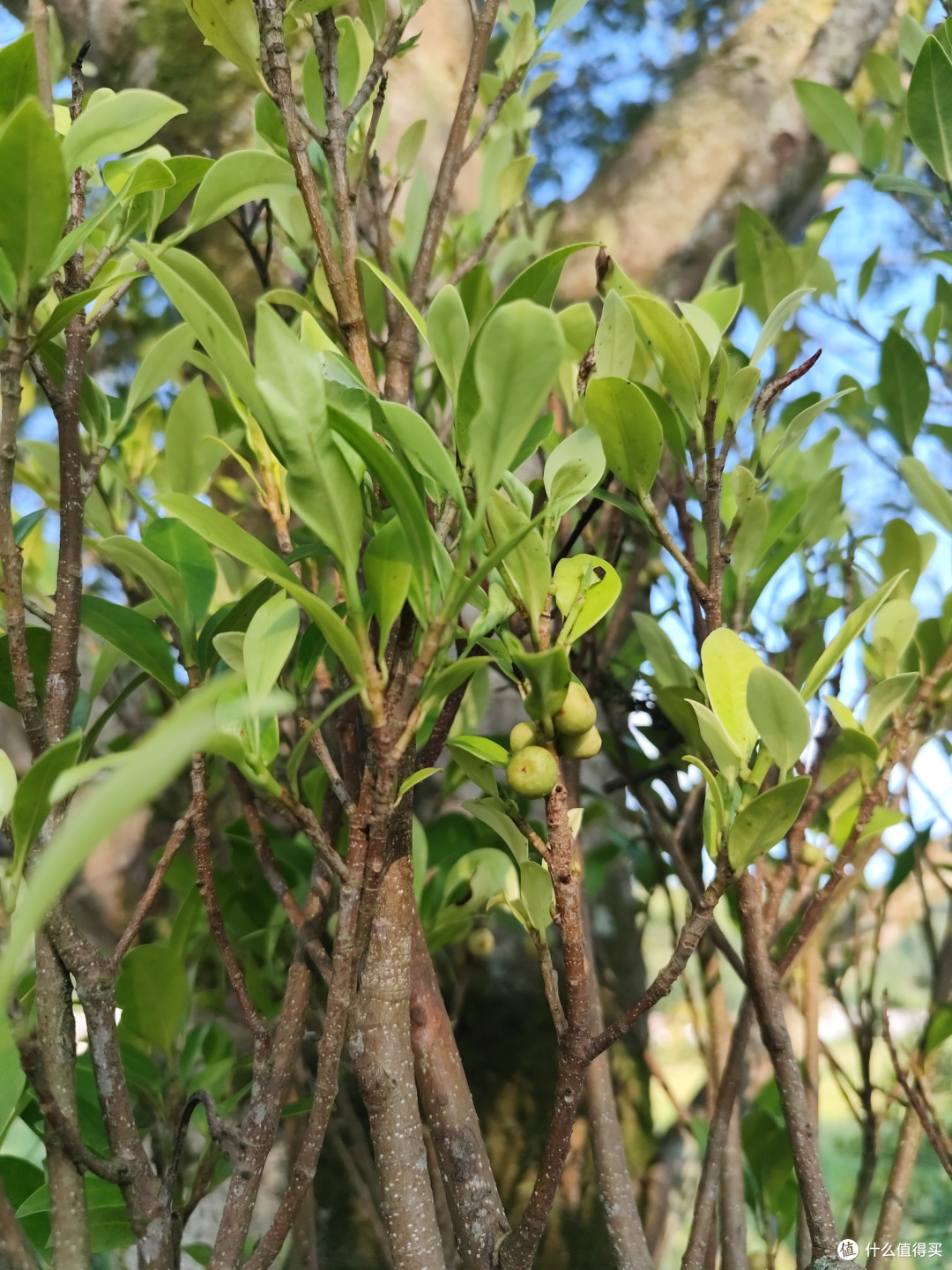 双节保山腾冲五日自驾攻略
