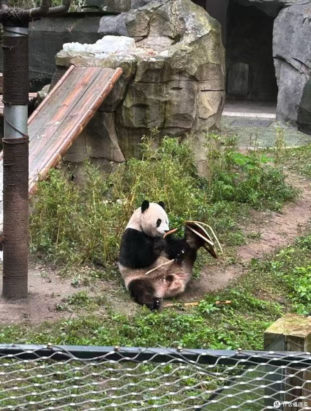 国庆漫步重庆动物园:各种各样的动物物超所值