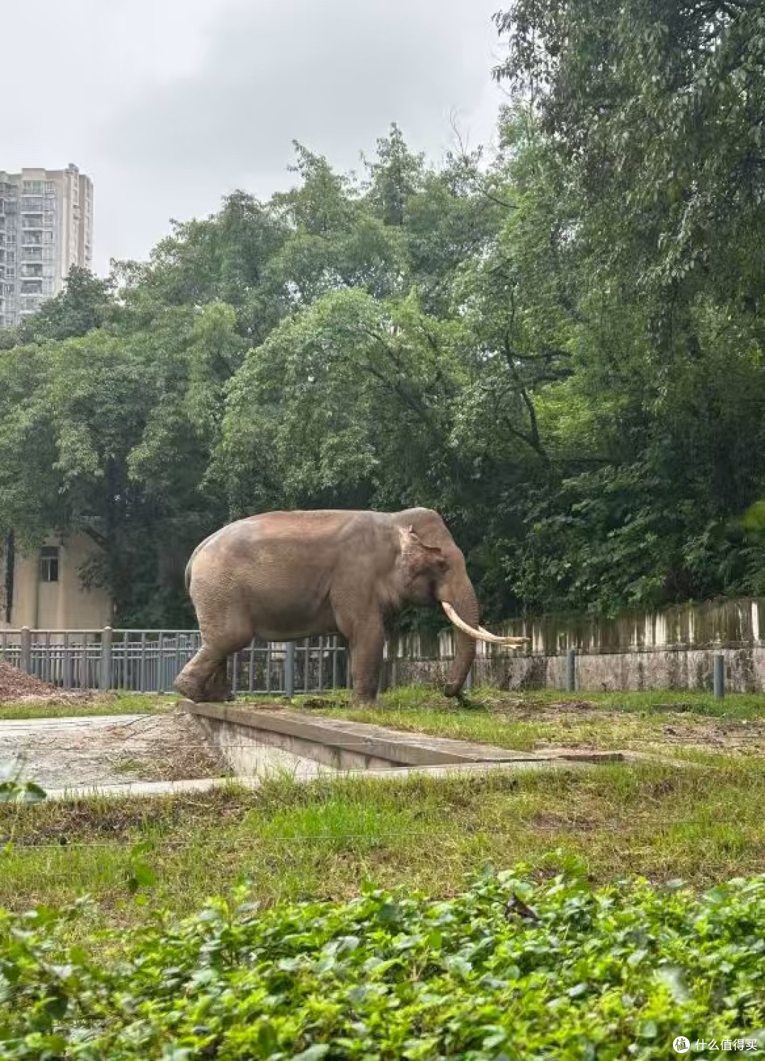 国庆漫步重庆动物园:各种各样的动物物超所值
