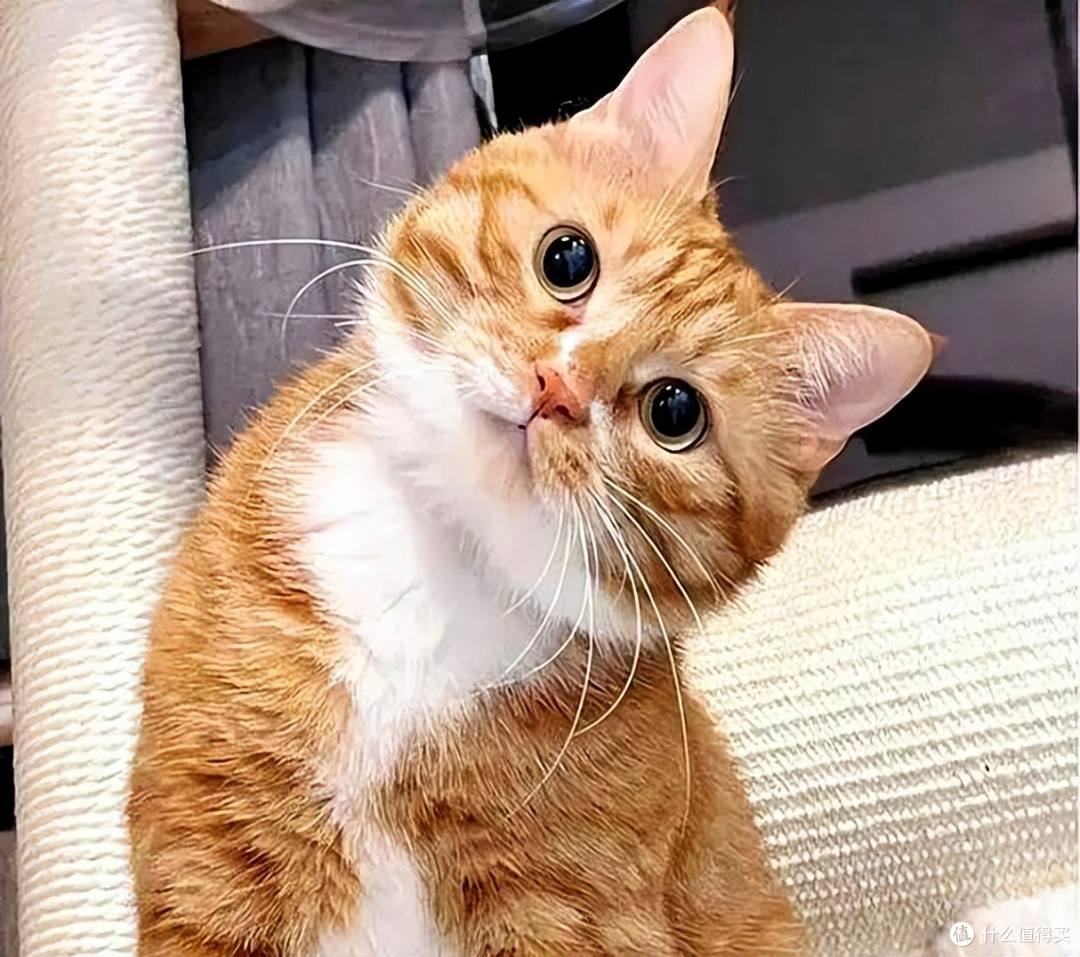 哪些猫粮性价比高？2026年10月养猫家庭的必囤高性价比猫粮推荐！
