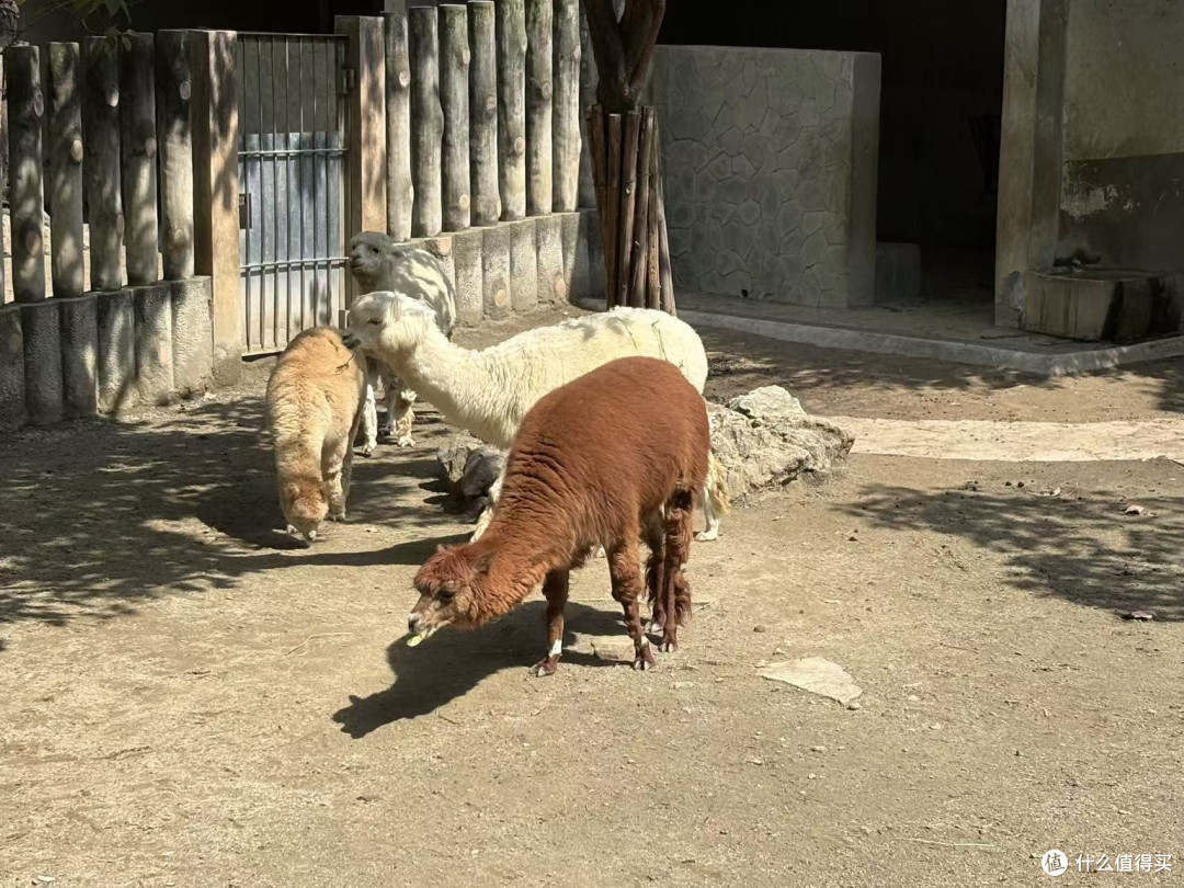 成都动物园遛娃之旅