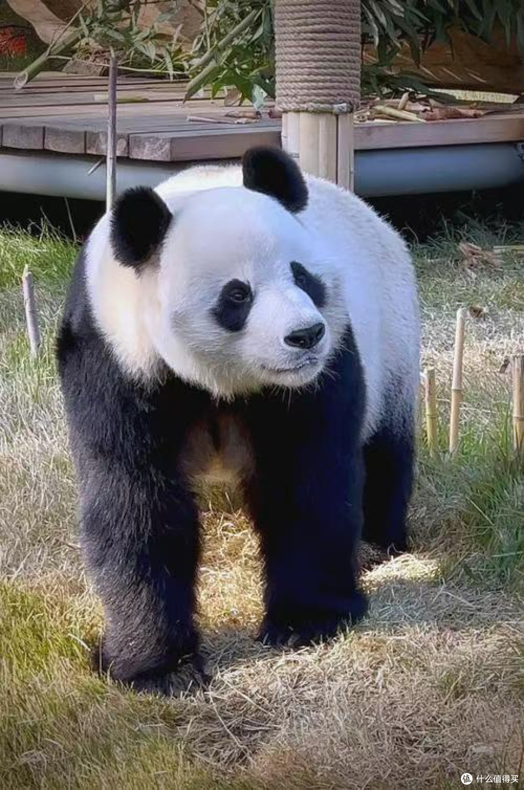 国庆短途游首选!济南动物园的隐藏玩法我替你摸透了