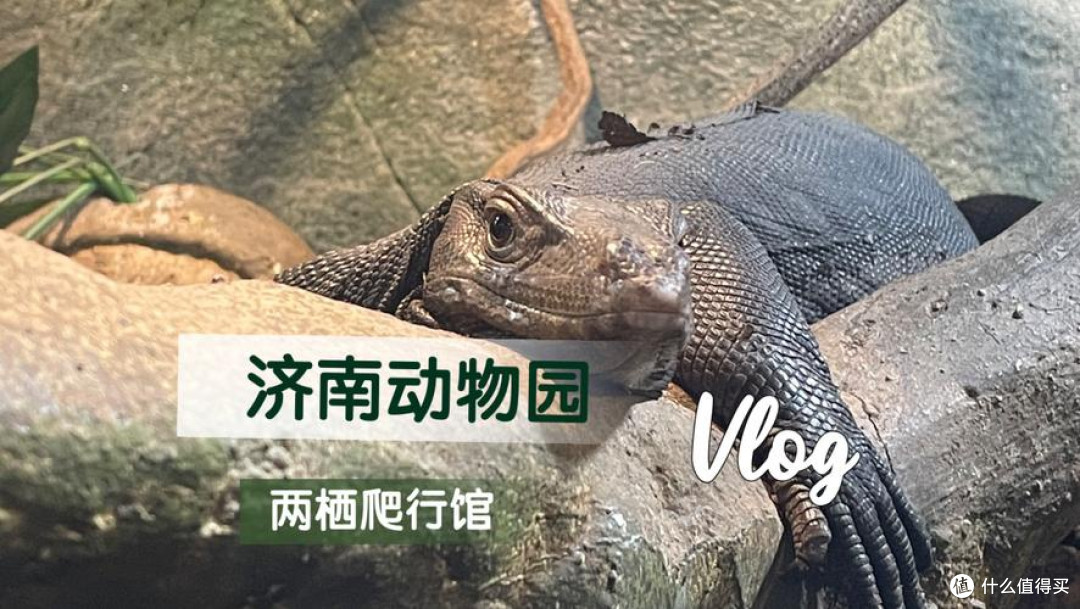 别再挤网红景点了!济南动物园才是被低估的成人治愈站