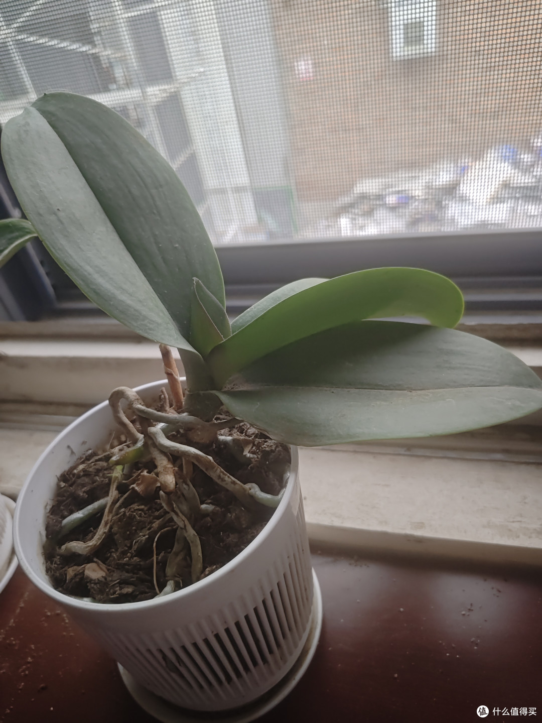 秋天要“虐养”蝴蝶兰，“三狠一勤”做到位，越虐越开花多！