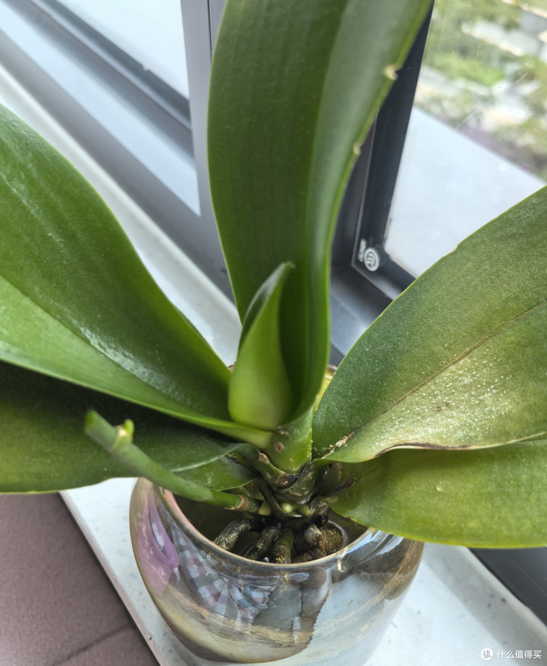秋天要“虐养”蝴蝶兰，“三狠一勤”做到位，越虐越开花多！
