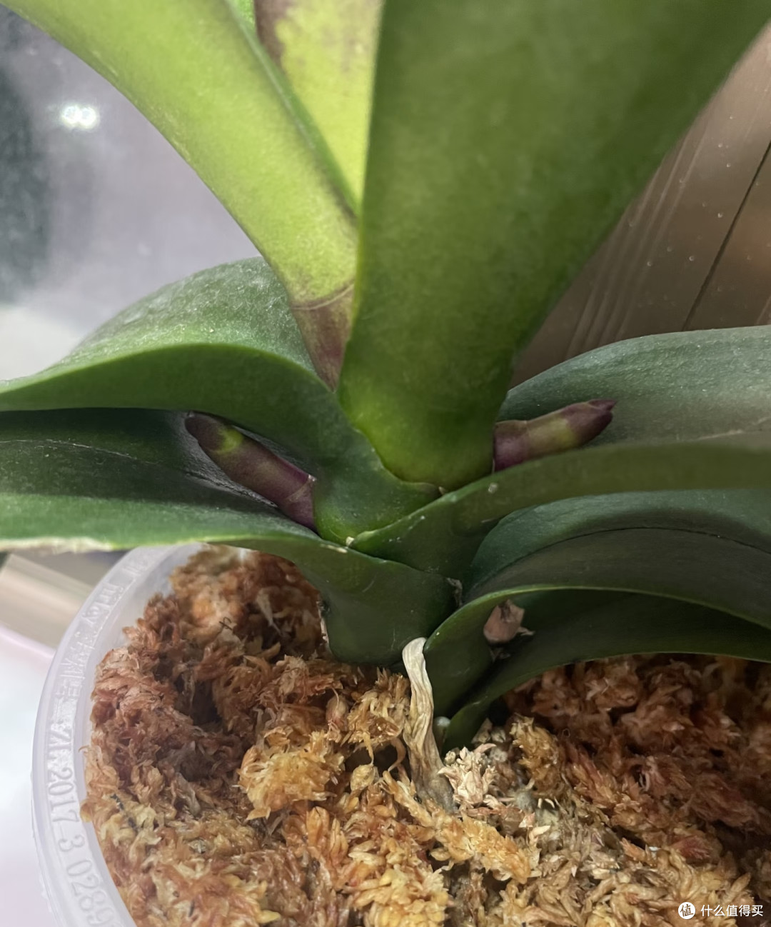 秋天要“虐养”蝴蝶兰，“三狠一勤”做到位，越虐越开花多！