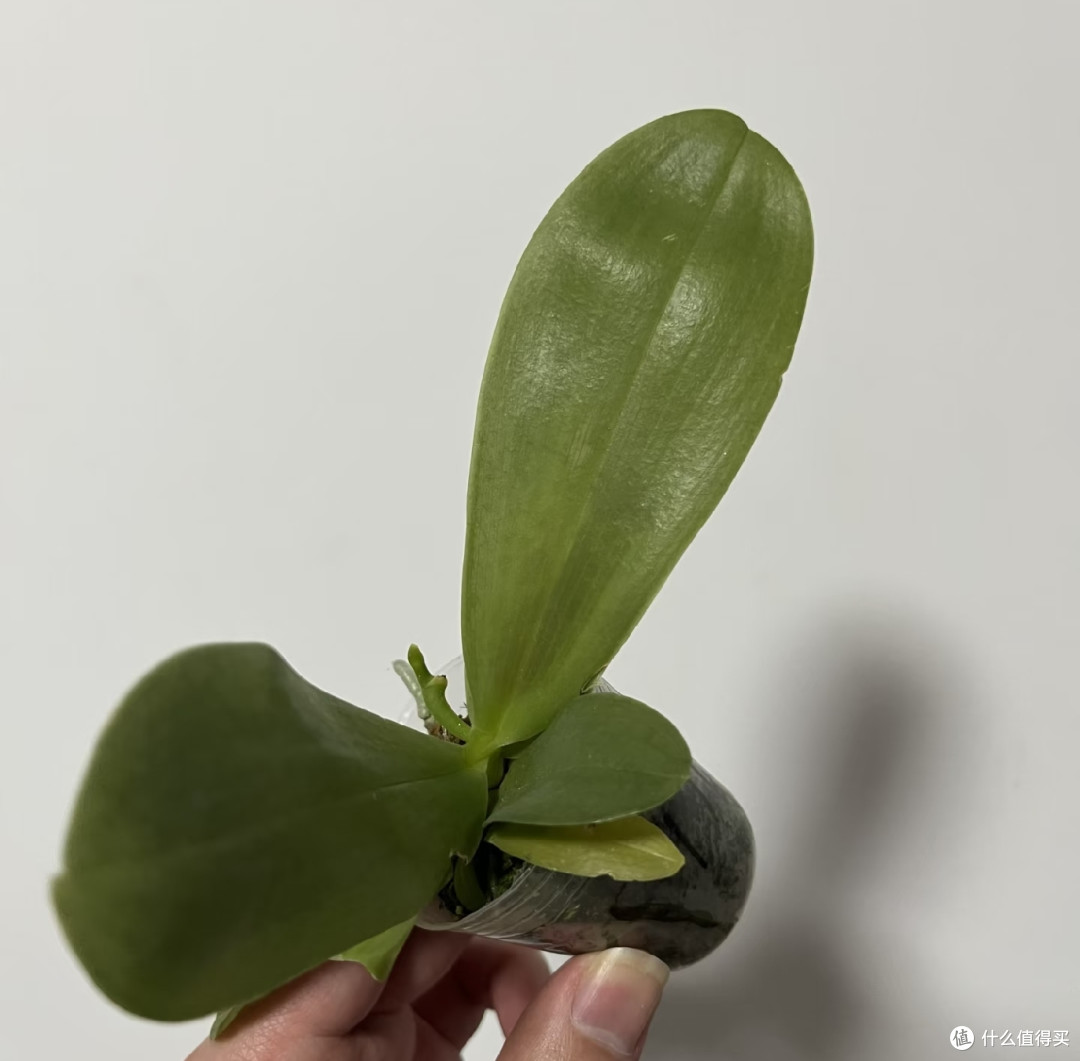 秋天要“虐养”蝴蝶兰，“三狠一勤”做到位，越虐越开花多！