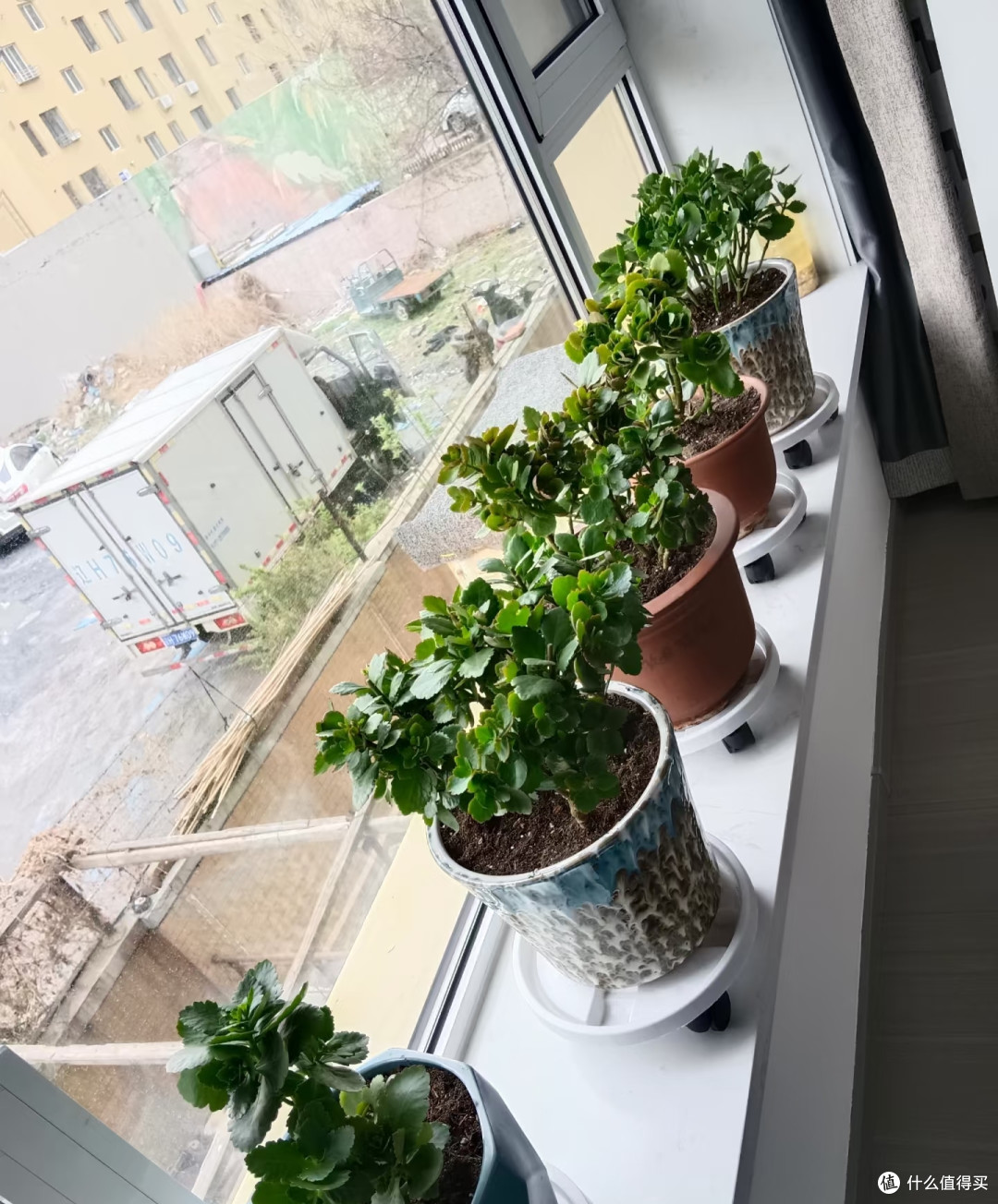 10月用4步催花大法,让长寿花爆成大花球,只见花不见叶