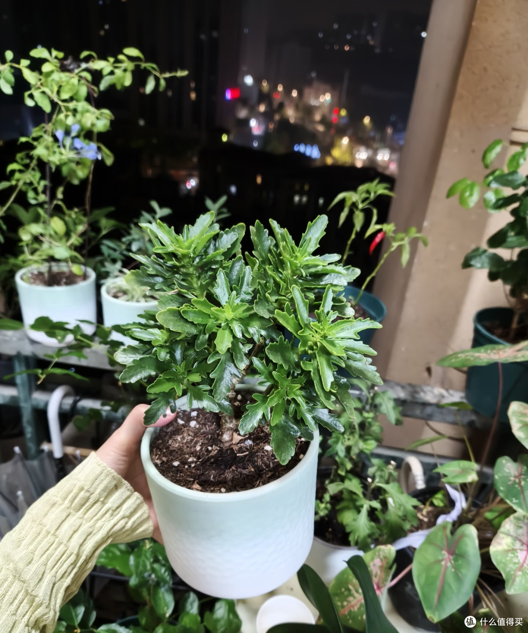 10月用4步催花大法,让长寿花爆成大花球,只见花不见叶
