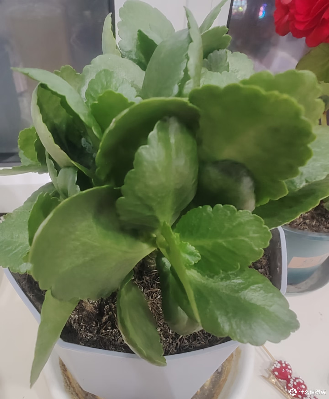 10月用4步催花大法,让长寿花爆成大花球,只见花不见叶