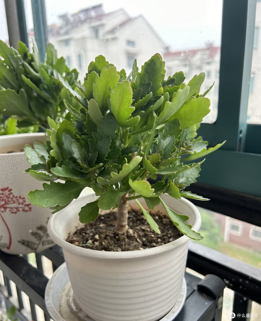 10月用4步催花大法,让长寿花爆成大花球,只见花不见叶