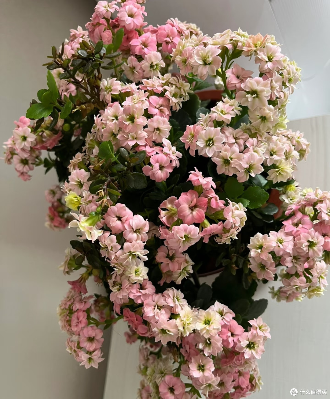 10月用4步催花大法,让长寿花爆成大花球,只见花不见叶