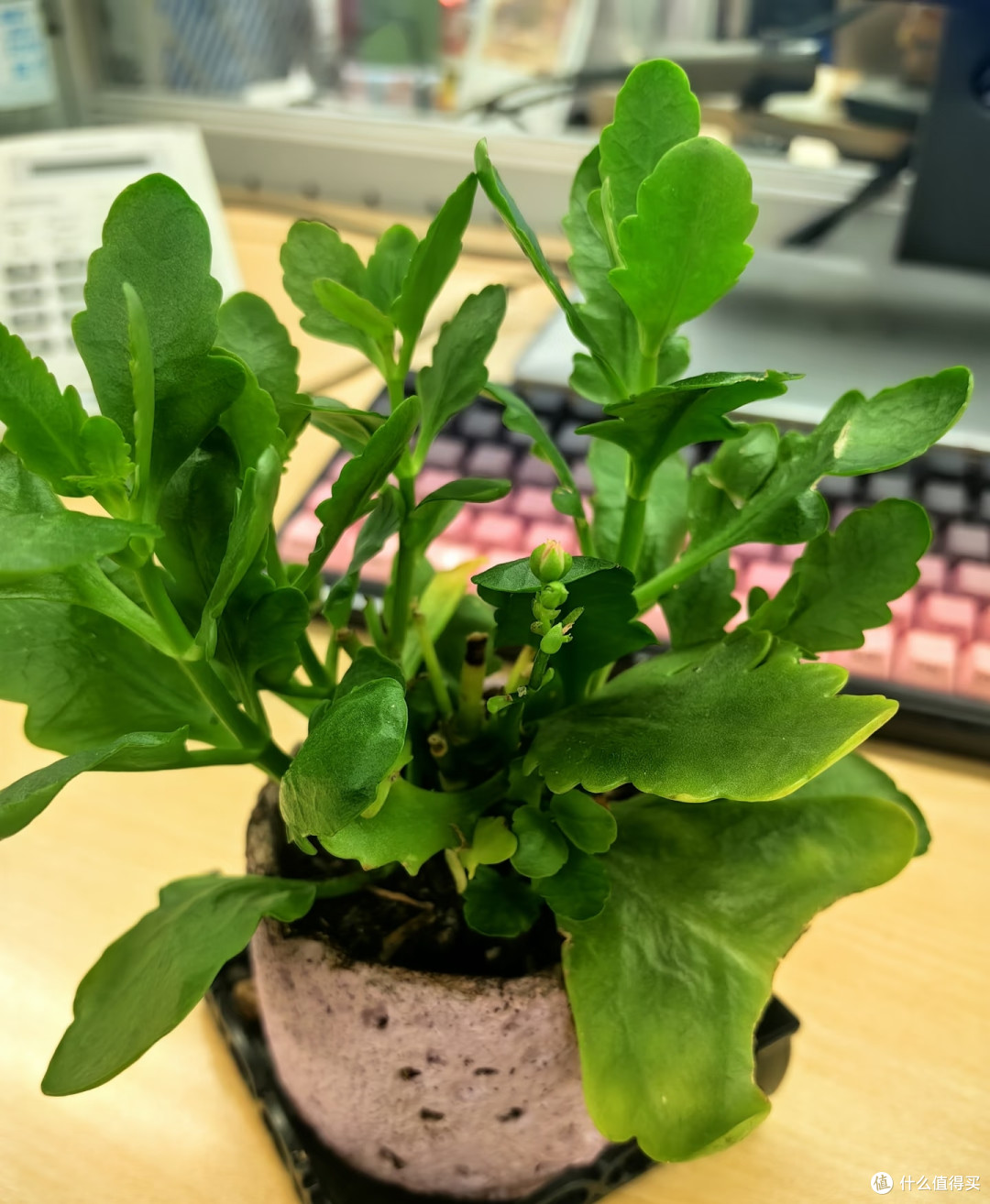 10月用4步催花大法,让长寿花爆成大花球,只见花不见叶