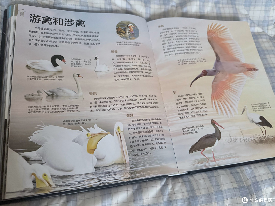 双节不出门,陪娃读透这本“纸上博物馆”