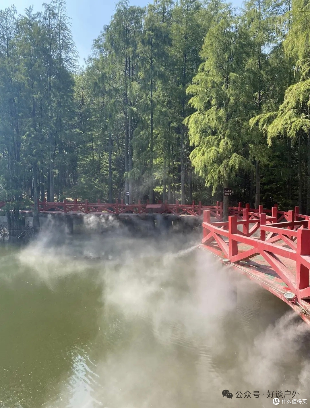秋天的九真山，水杉红得刚刚好