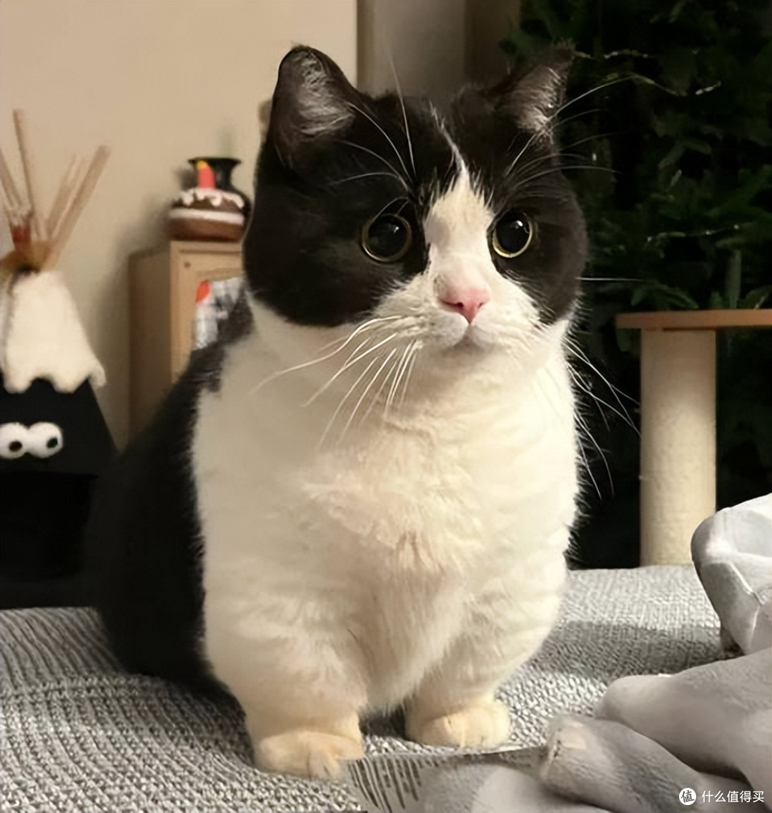 哪些猫粮性价比高？2026年10月养猫家庭的必囤高性价比猫粮推荐！