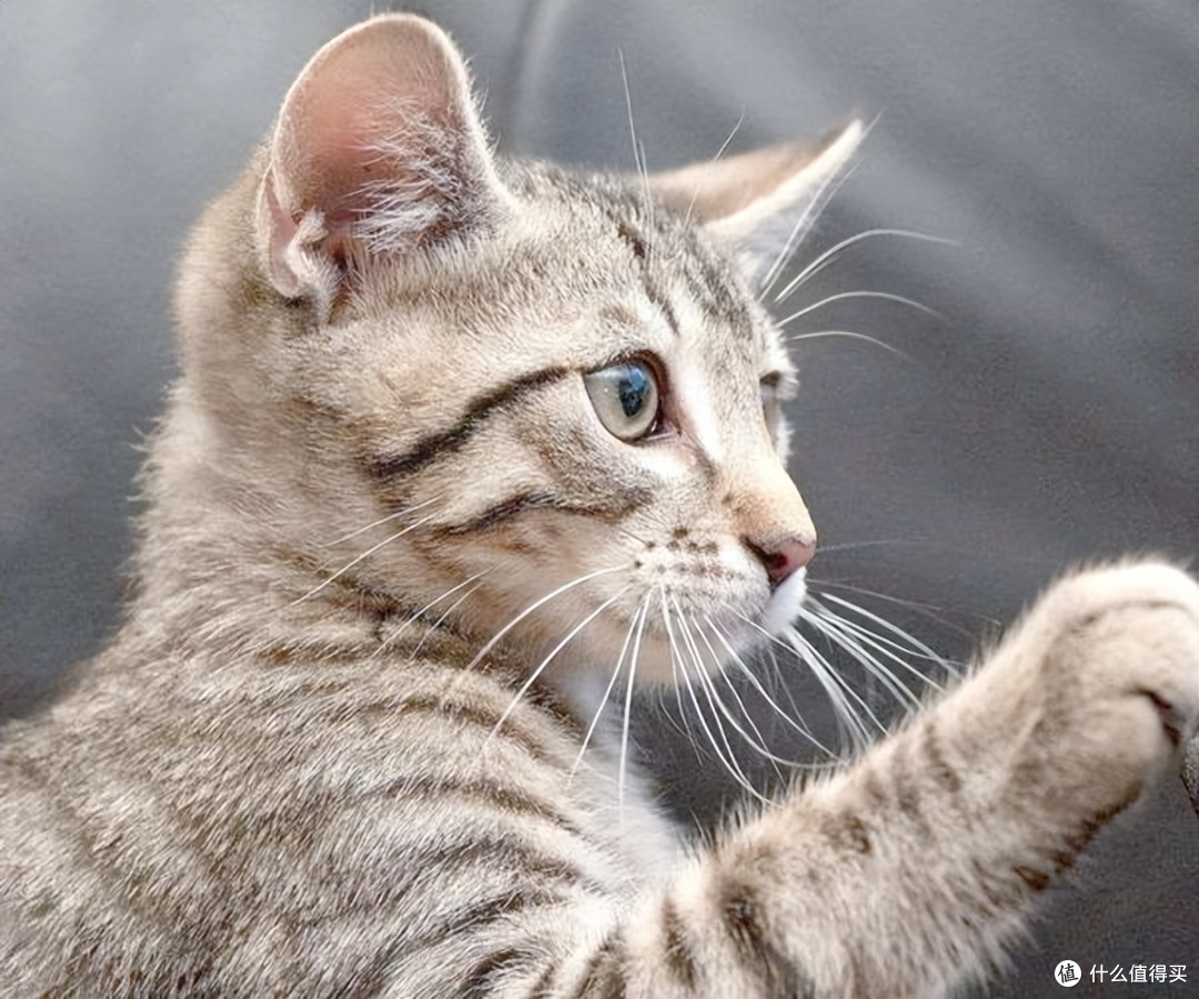 哪些猫粮性价比高？2026年10月养猫家庭的必囤高性价比猫粮推荐！