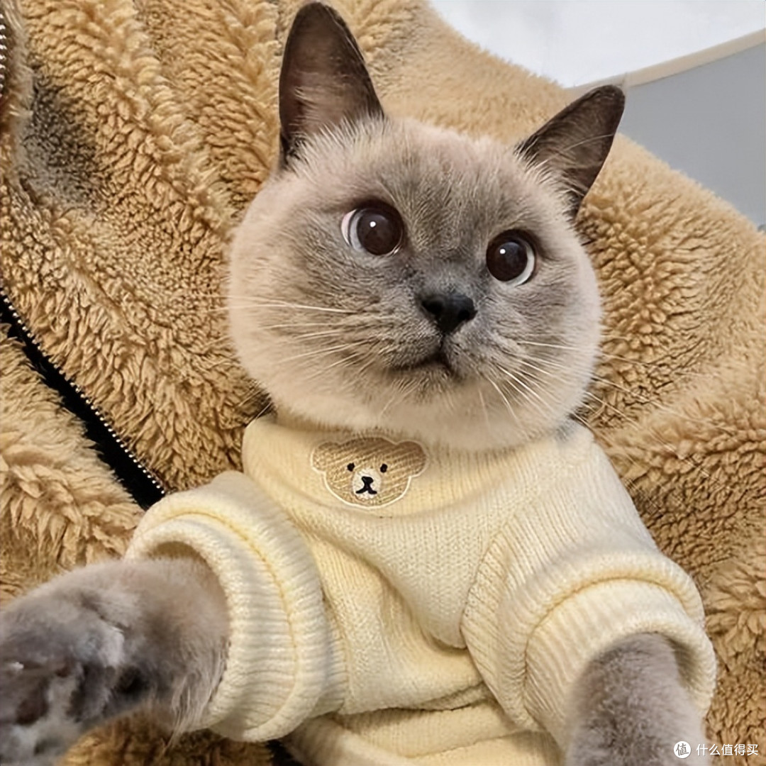 哪些猫粮性价比高？2026年10月养猫家庭的必囤高性价比猫粮推荐！