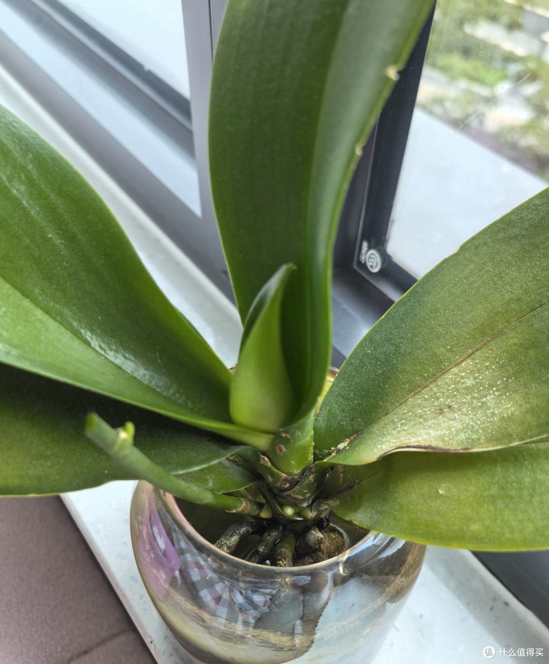 蝴蝶兰长花箭后会有4个变化，快看你家有吗？提前发现别错过花期