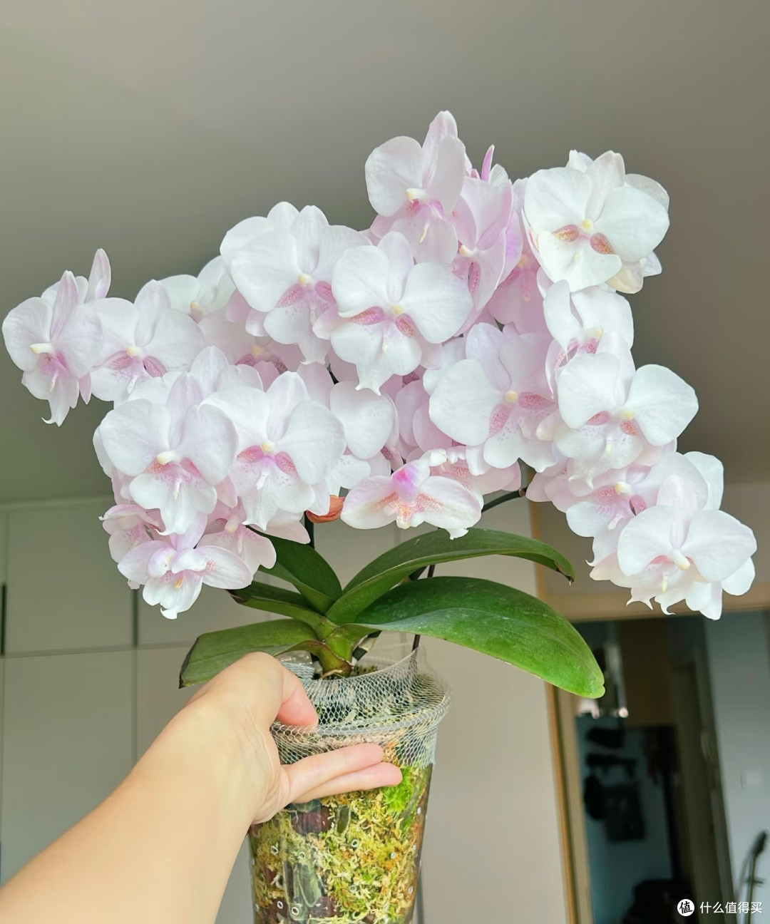 蝴蝶兰长花箭后会有4个变化，快看你家有吗？提前发现别错过花期