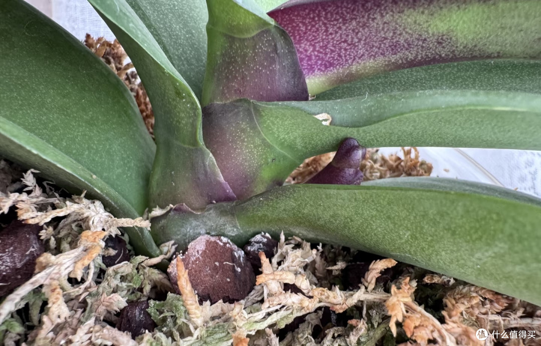 蝴蝶兰长花箭后会有4个变化，快看你家有吗？提前发现别错过花期