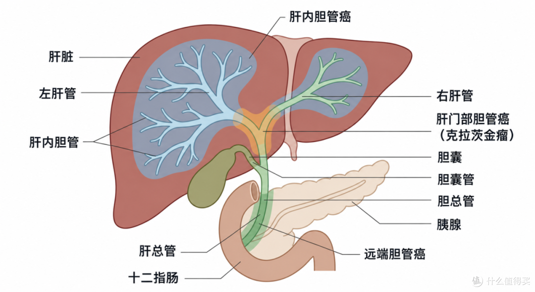 你只是尝一口鲜,它却可能在你体内住上10年!劝你一口别吃!