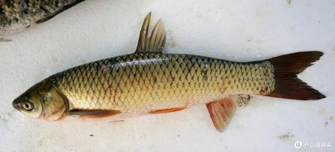你只是尝一口鲜,它却可能在你体内住上10年!劝你一口别吃!