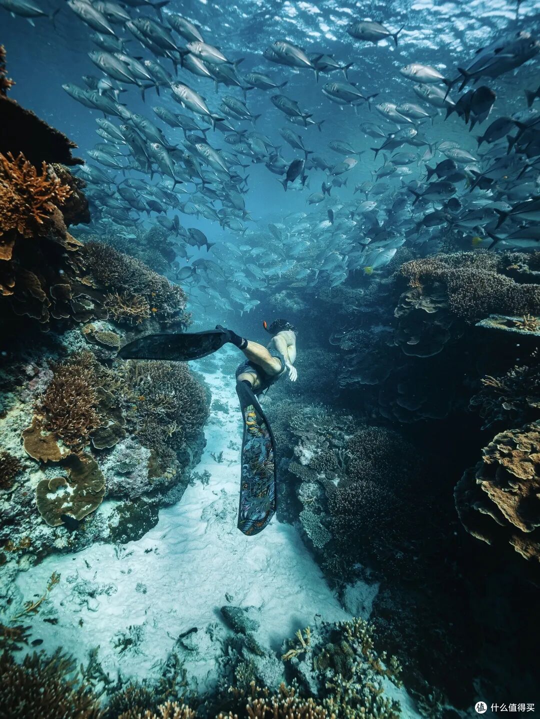 ● Lady Elliot Island, Great Barrier Reef, Queensland  📷 /© Tourism and Events Queensland