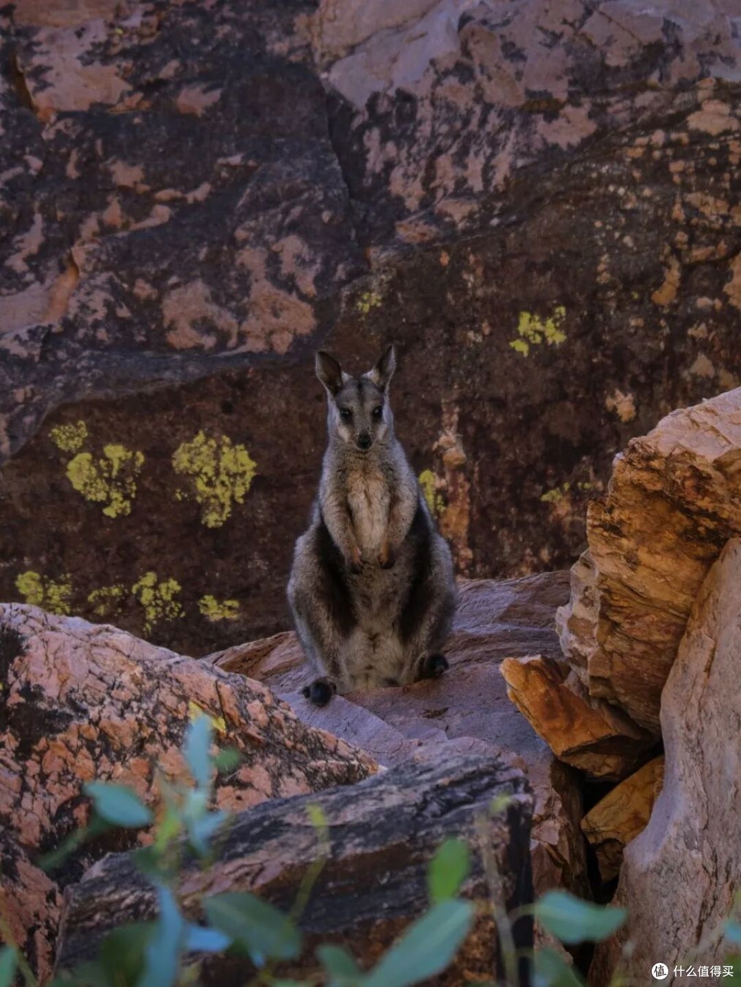 ● Kings Canyon, Red Centre, Northern Territory  📷 / © Tourism & Events NT/@betsybiglap