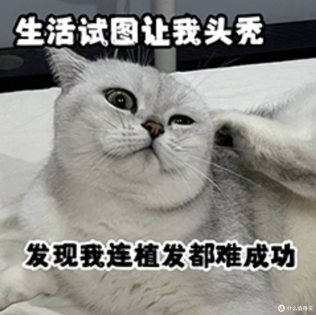 同头不同命：后脑勺这圈头发，还够不够植一次？
